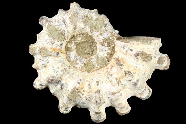 Bumpy Douvilleiceras Ammonite - Madagascar #79117